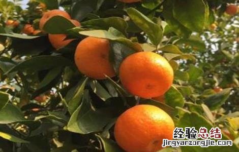 沙糖桔大小果不均匀补救 沙糖桔果实偏小原因及补救措施