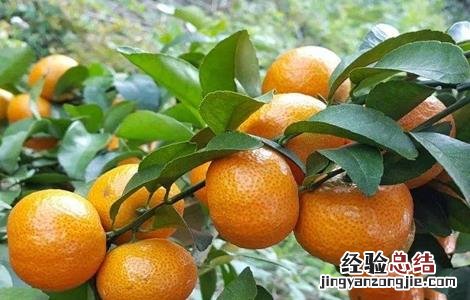 沙糖桔大小果不均匀补救 沙糖桔果实偏小原因及补救措施
