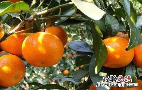 沙糖桔果皮厚什么原因 沙糖桔果皮厚怎办