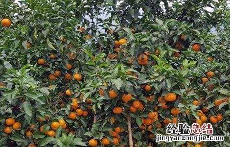 沙糖桔果皮厚什么原因 沙糖桔果皮厚怎办