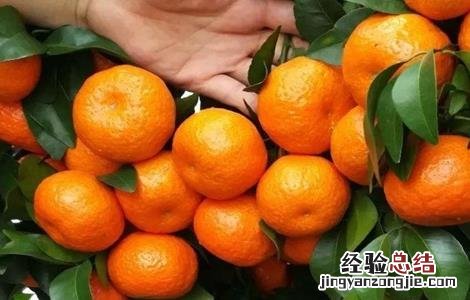 沙糖桔果皮厚什么原因 沙糖桔果皮厚怎办