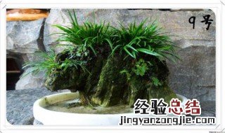 菖蒲 附石 石菖蒲人工附石的方法