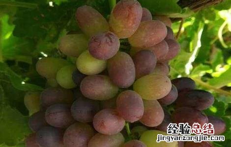 葡萄着色不好怎么办 葡萄着色不好怎么办视频