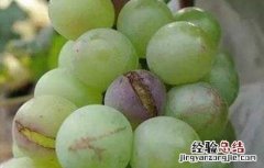 葡萄着色不好怎么办 葡萄着色不好怎么办视频