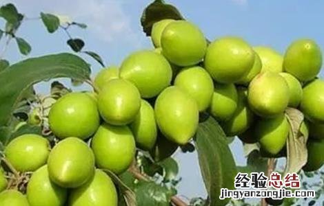 大青枣膨果期管理要点 大青枣膨果期管理要点有哪些