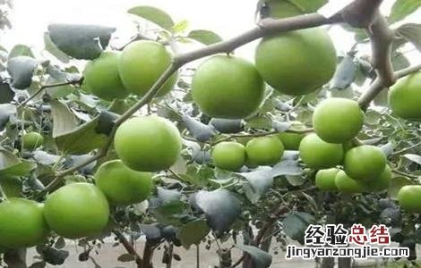 大青枣膨果期管理要点 大青枣膨果期管理要点有哪些