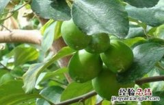 大青枣膨果期管理要点 大青枣膨果期管理要点有哪些