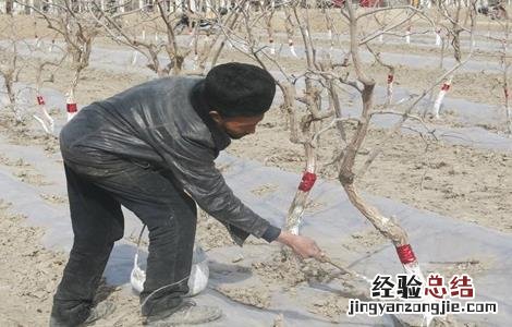 枣树冬季管理方法 枣树冬季管理方法视频