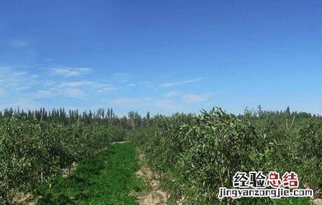 枣树冬季管理方法 枣树冬季管理方法视频