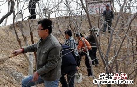 枣树冬季管理方法 枣树冬季管理方法视频