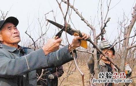 枣树冬剪怎么剪才好看 枣树冬剪怎么剪