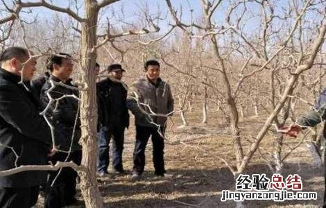 枣树冬剪怎么剪才好看 枣树冬剪怎么剪