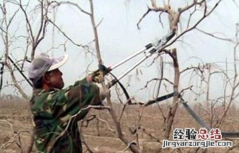 枣树冬剪怎么剪才好看 枣树冬剪怎么剪