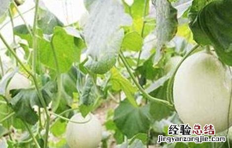 大棚甜瓜容易得什么病? 大棚甜瓜坐果率低原因及防治措施