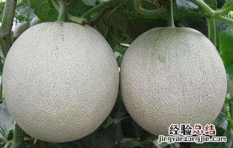 大棚甜瓜容易得什么病? 大棚甜瓜坐果率低原因及防治措施