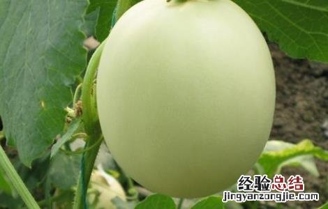 大棚甜瓜容易得什么病? 大棚甜瓜坐果率低原因及防治措施