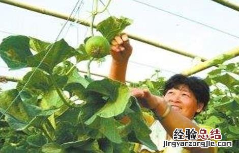 甜瓜僵果怎么回事 甜瓜僵果原因及防治方法