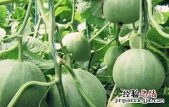 甜瓜僵果怎么回事 甜瓜僵果原因及防治方法