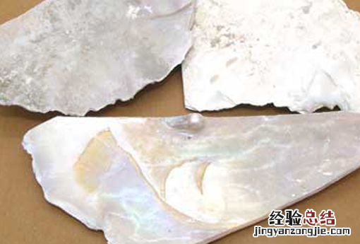 珍珠母的功效与作用 珍珠母