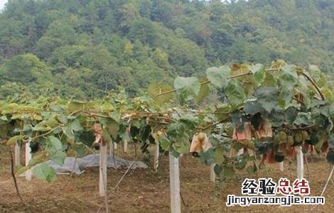 猕猴桃第一年如何冬剪 猕猴桃冬剪时间咋确定