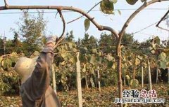 猕猴桃第一年如何冬剪 猕猴桃冬剪时间咋确定