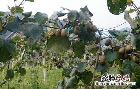 猕猴桃第一年如何冬剪 猕猴桃冬剪时间咋确定