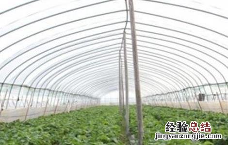 大棚甜瓜坐果后管理技术 大棚甜瓜坐果后管理技术与管理