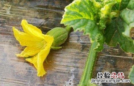 大棚甜瓜坐果后管理技术 大棚甜瓜坐果后管理技术与管理