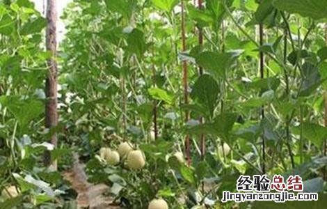 大棚甜瓜坐果后管理技术 大棚甜瓜坐果后管理技术与管理