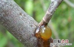樱桃流胶病的防治方法 樱桃树流胶病的治疗方法