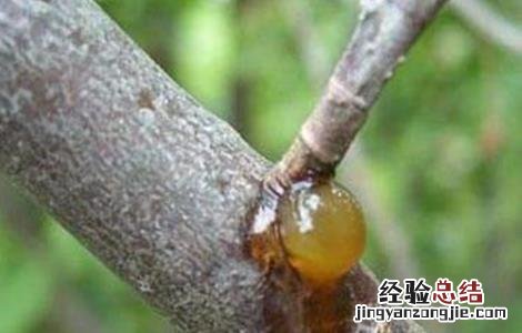 樱桃流胶病的防治方法 樱桃树流胶病的治疗方法