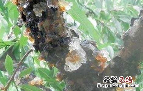 樱桃流胶病的防治方法 樱桃树流胶病的治疗方法