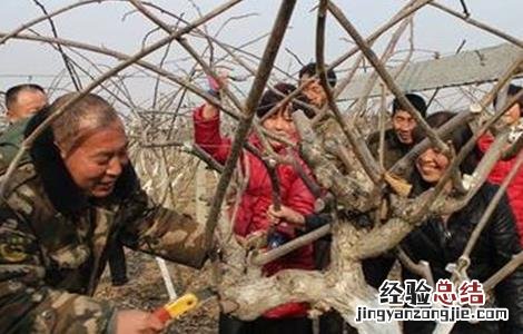 猕猴桃冬剪技术 猕猴桃冬剪技术视频