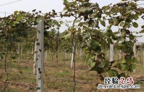 猕猴桃冬剪误区及注意事项 猕猴桃冬剪误区及注意事项