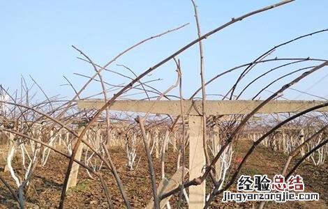 猕猴桃冬剪误区及注意事项 猕猴桃冬剪误区及注意事项