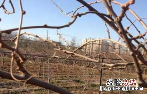 猕猴桃冬剪误区及注意事项 猕猴桃冬剪误区及注意事项