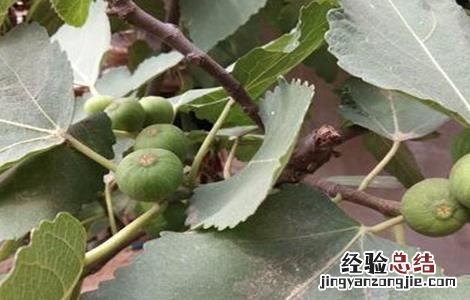 无花果落果严重怎么办 无花果落果严重怎么办视频