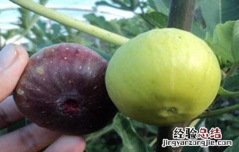 无花果落果严重怎么办 无花果落果严重怎么办视频