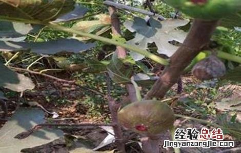 无花果落果严重怎么办 无花果落果严重怎么办视频