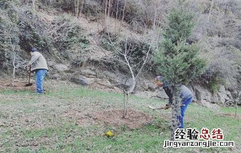 核桃树的冬季管理技术 冬季核桃树管理技术