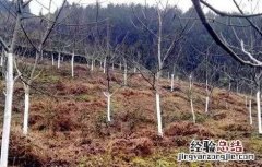 核桃树的冬季管理技术 冬季核桃树管理技术