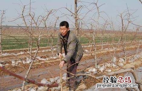 苹果树冬灌有什么好处 果树冬灌的好处