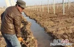 苹果树冬灌有什么好处 果树冬灌的好处