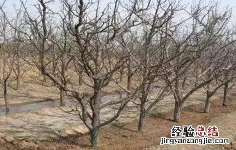 苹果树冬灌有什么好处 果树冬灌的好处