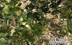 柑橘冬天不正常落叶的原因 柑橘冬季异常落叶原因及防治措施