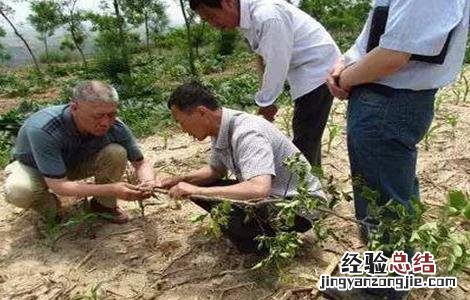 果园土壤板结怎么改善视频 果园土壤板结怎么改善