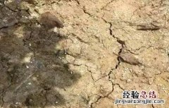 果园土壤板结怎么改善视频 果园土壤板结怎么改善