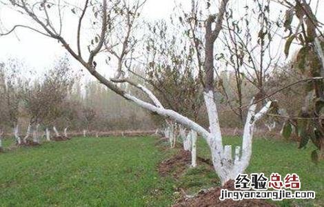果树涂白的作用与功效 果树涂白的作用