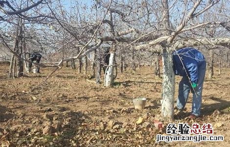 果树涂白的作用与功效 果树涂白的作用