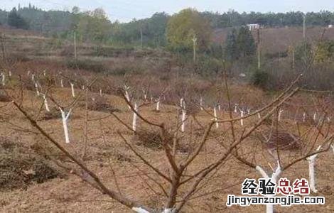 果树涂白的作用与功效 果树涂白的作用